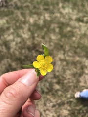 Ranunculus alismifolius