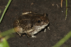 Pelobates vespertinus
