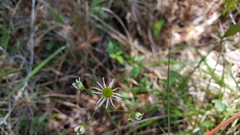 Erigeron vernus