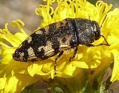 Acmaeodera diffusa