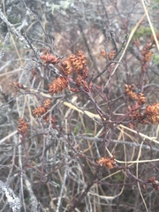 Betula glandulosa