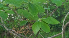 Magnoliopsida