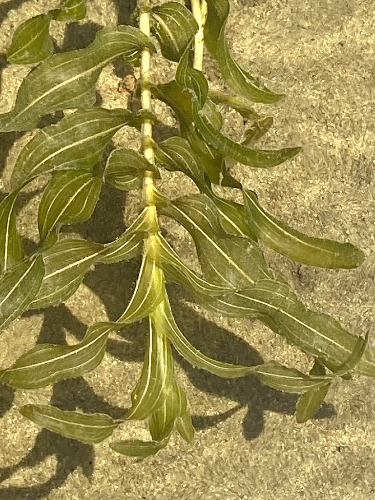 Richardson's pondweed
