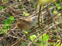 Cantorchilus modestus