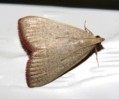 Hypsopygia albidalis
