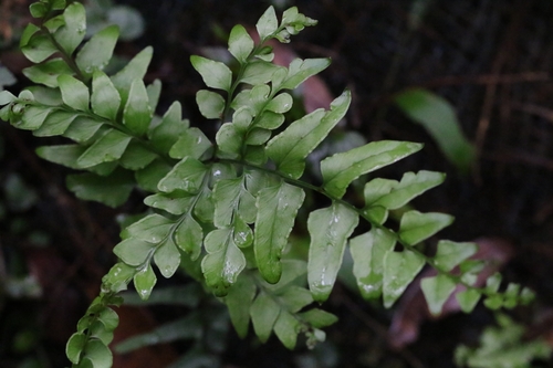 Lindsaea heterophylla (Lindsaea heterophylla)
