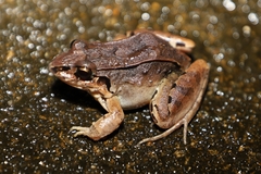 Leptodactylus poecilochilus image