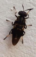 Cyphomyia albitarsis