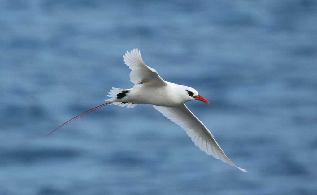 Red-tailed Tropicbird
