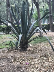 Agave vivipara