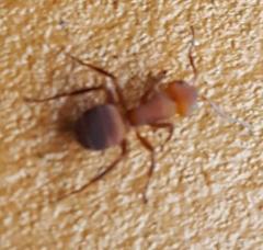 Camponotus rectangularis