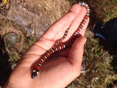 Lampropeltis zonata