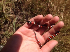 Lampropeltis zonata