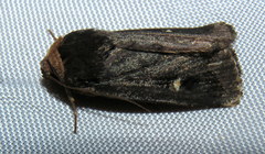 Proteuxoa cinereicollis