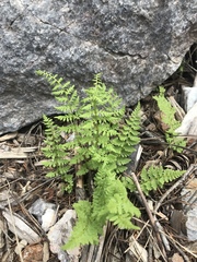 Woodsia obtusa
