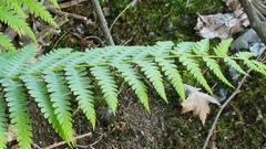 Osmundastrum cinnamomeum