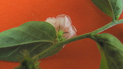 Evolvulus latifolius