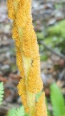 Osmundastrum cinnamomeum