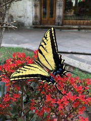 Papilio multicaudata