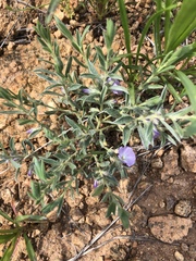 Evolvulus nuttallianus