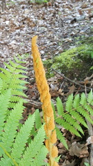 Osmundastrum cinnamomeum