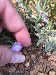 Evolvulus nuttallianus