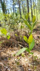 Lyonia mariana