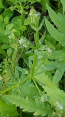 Galium aparine