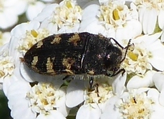 Acmaeodera diffusa