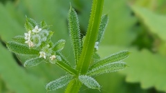 Galium aparine