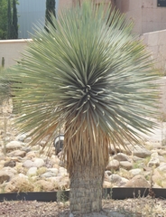 Dasylirion parryanum