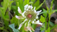 Trifolium repens