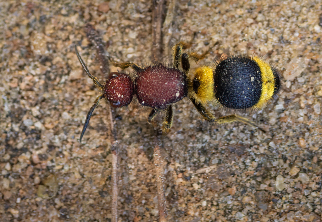 Orientilla aureorubra