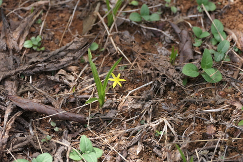 Hypoxis aurea (Hypoxis aurea)
