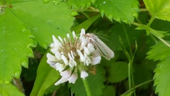 Crambus laqueatellus