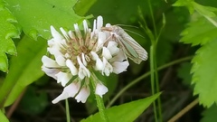 Crambus laqueatellus