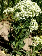 Lepidium appelianum