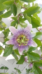 Passiflora alata × caerulea