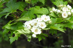 Crataegus pinnatifida