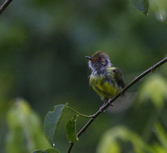 Myiornis auricularis