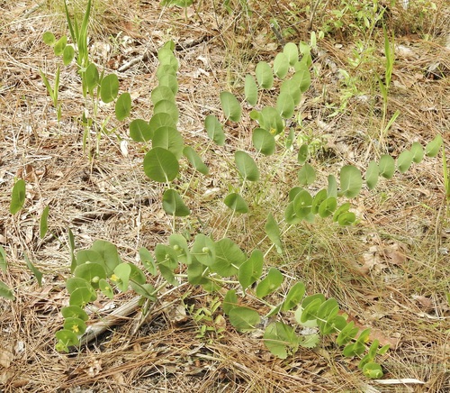 Image of Baptisia perfoliata by (c) Laura Gaudette, some rights reserved (CC BY)