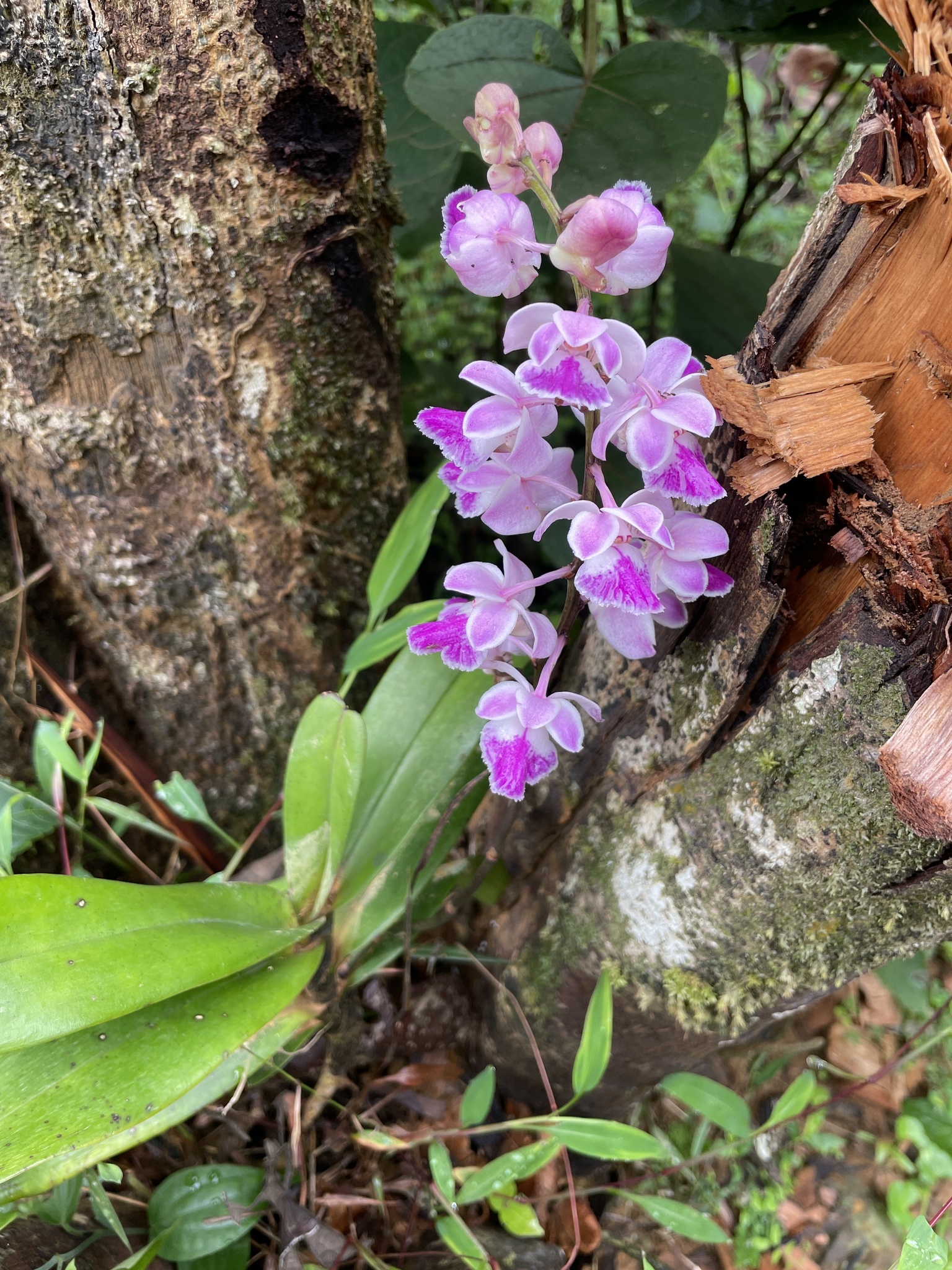 Aerides crispa Lindl. 3