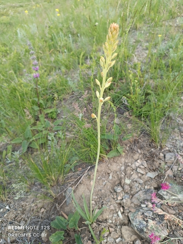Eremurus altaicus, photograph 6