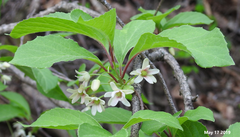 Schisandra chinensis