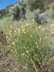 Astragalus filipes