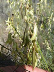 Astragalus filipes