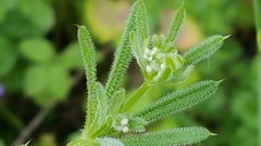 Galium aparine