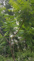 Rhus typhina