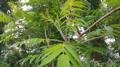 Rhus typhina