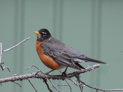 Turdus migratorius image